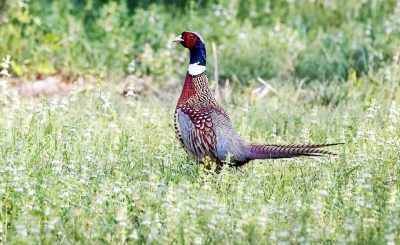 今周末｜马玉凤：鸟儿的乐园（外二篇•首）