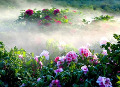 组诗｜田翠玲：游减河湿地公园