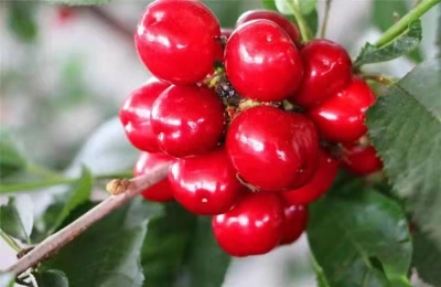 组诗 | 满春重：百果吟（三）