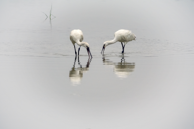 影 · 韵 | 张立新：七律 • 白琵鹭（外一首）