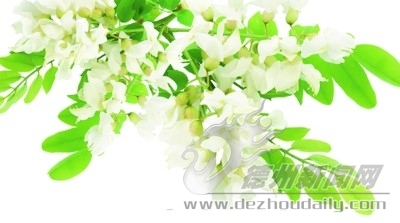 组诗 | 宁学华：槐花