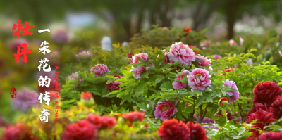 牡丹花开正是菏泽！菏泽牡丹国际传播论坛带你全方位看菏泽