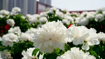 人间四月天，倾城牡丹花