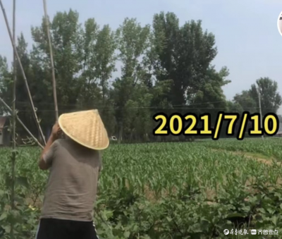 世界读书日 | 德州60岁写诗菜农：把诗歌结在藤蔓上