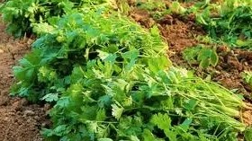 散文｜周童：芫荽香