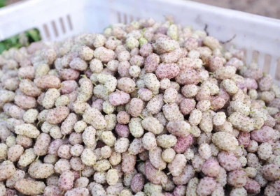 组诗 | 满春重：百果吟（五）