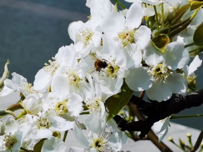 散文｜赵立章：清明节怀想