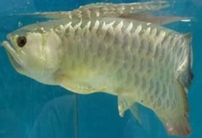 诗｜王书生：金龙鱼