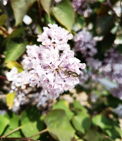今周末｜张建华：烟雨春景图（外三篇•首）