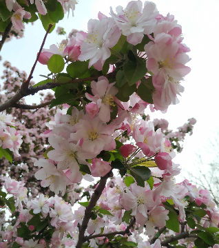 散文 | 宁学华：聆听花开