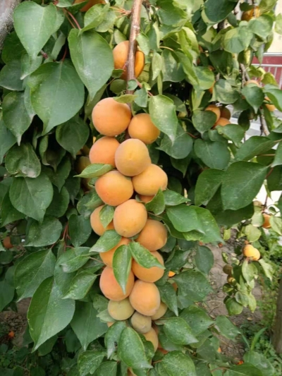 组诗 | 满春重：百果吟（一）