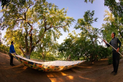 新华社“新华全媒+”点赞夏津：“彩色”的古桑树