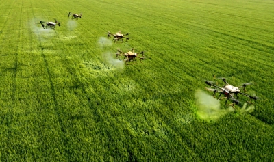 齐河：110万亩小麦“虫口夺粮”