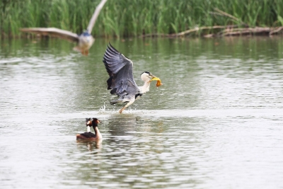 今周末｜故乡的味道（外三篇•首）