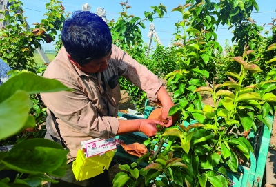 于集乡“三个一”探寻跨村联建 发展壮大村集体经济