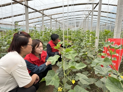 庆云县常家镇：学习强国进大棚，助农知识保丰收
