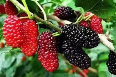 诗｜霍瑞珂：桑葚甜了