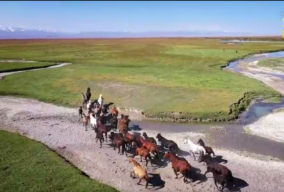 散文诗｜杨瑞：草原之鹰——汗血马