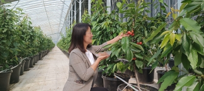 营养液滴灌 物联网管理 | 德州数字农谷：樱桃红了