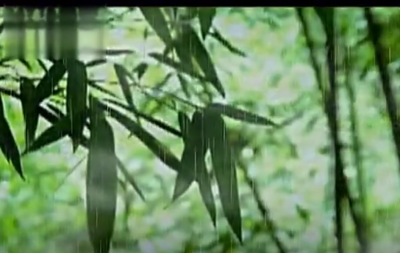 散文 | 宁学华：静心听雨