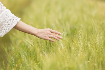 德报说节气 | 今日小满：野见长风吹麦浪 方知浆满粒含情