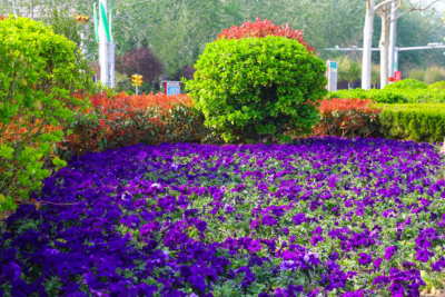 德州园林：城市园林绿化“春季百日攻坚”硕果丰