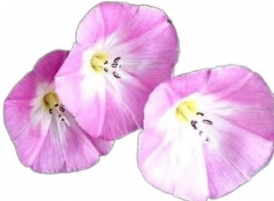 诗｜崔鲁新：来生做一朵旋花