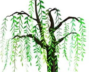 诗｜段兴君：柳