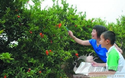 词 | 宁学华：行香子 • 忆夏日农家
