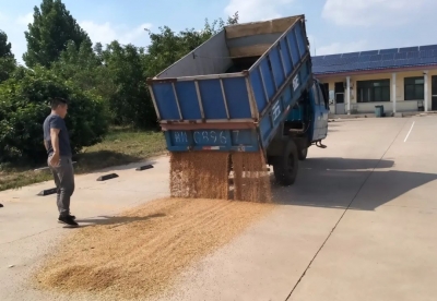 德州多地政府敞开大门让农民晒粮！