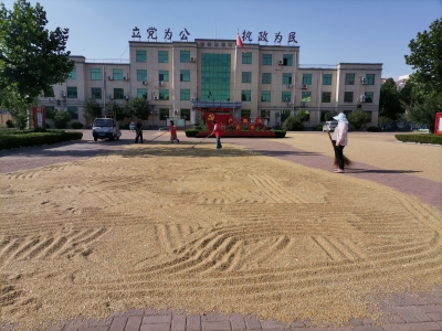 “腾出地方给乡亲” | 陵城区宋家镇开放政府大院方便群众晒粮