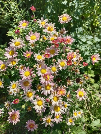 诗｜于占德：野花赞二首