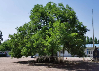 散文 | 满春重：校园中的老槐树