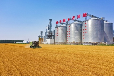 齐河115万亩小麦收获完毕，夏粮播种超七成
