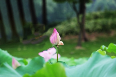 今周末｜我家门前的老槐树（外三篇•首）