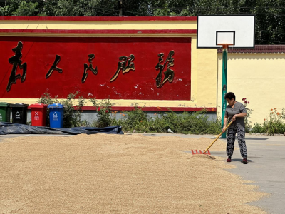 陵城区义渡口镇：篮球场变晒粮场 巧解群众“晒粮难”