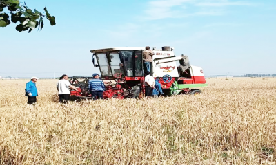 德城区运河街道：基层人大代表助力夏粮颗粒归仓