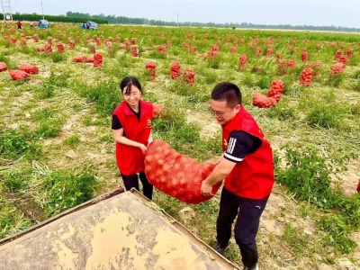 夏津县这个镇，党支部领办合作社订单洋葱丰收啦！