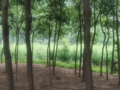 诗｜霍瑞珂：7月12号下午的雨