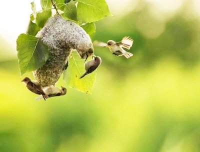 今周末｜相亲相爱一家人（外二篇•首）