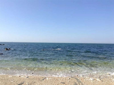 散文｜周童：贝壳胸花