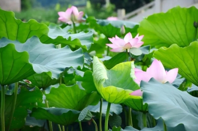 散文｜鲁秀丽：荷塘即景