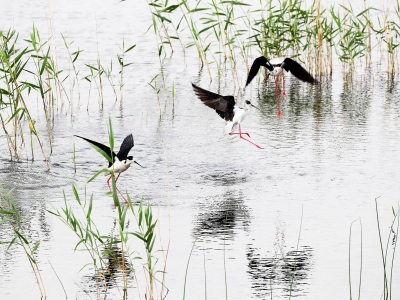 今周末｜总有一个梦想  让我义无反顾（外三篇•首）