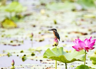 今周末｜化龙池荷塘（外三篇•首）