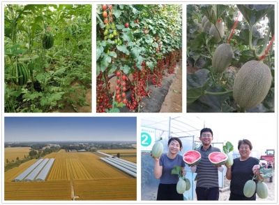 长官镇张凤巢村：特色农业开启村级“共富行动”