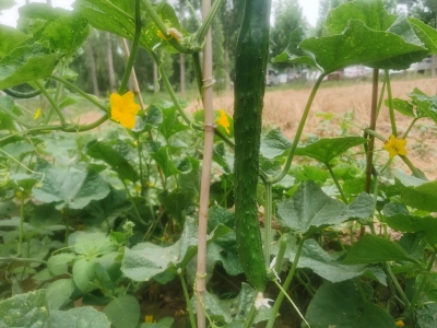 散文 | 刘宗华：耕耘四季  收获一生