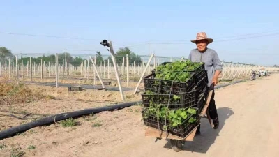 孟寺镇：“小瓜蒌”成为跨村联建“新引擎”