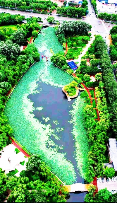 散文｜鲁秀丽：沙王沟荷塘