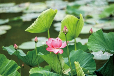 诗 | 满春重：小暑连大暑