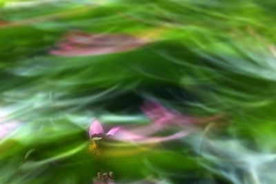 影 · 韵 | 张立新：七律 • 风过荷塘